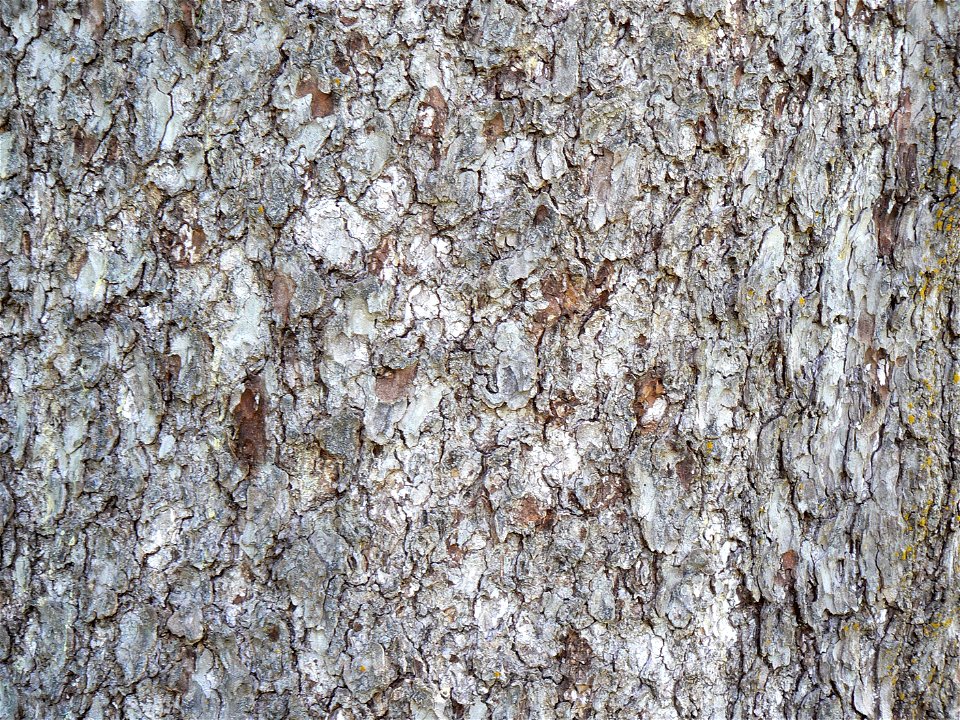 Norway Spruce bark detail