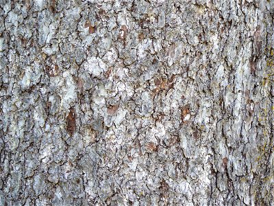 Norway Spruce bark detail photo