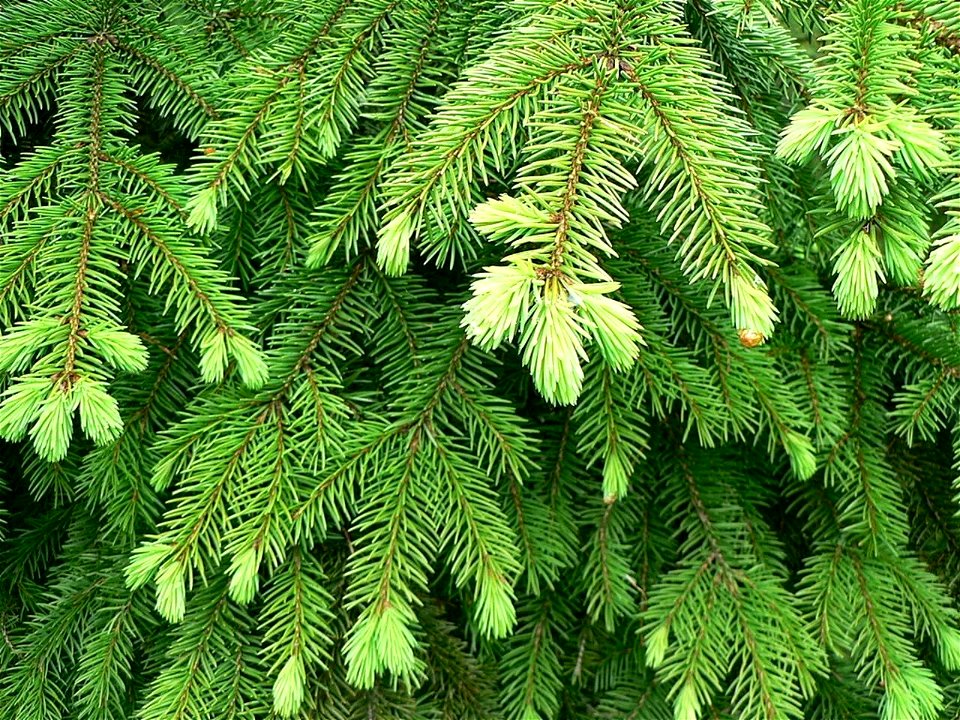 Norway Spruce Picea abies foliage, Fågelmara, Sweden