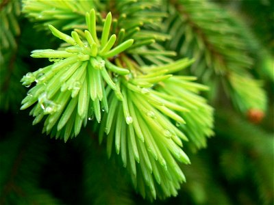 Norway Spruce Picea abies spring shoots, Fågelmara, Sweden.