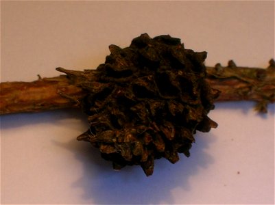 Old Pineapple gall on a Norway Spruce branch