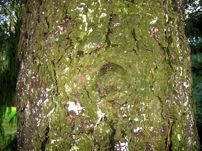 A picture of the bark of Picea abies.
