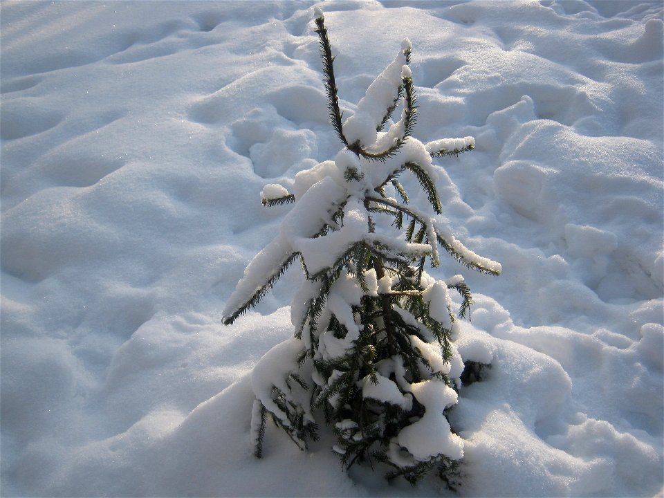 Picea