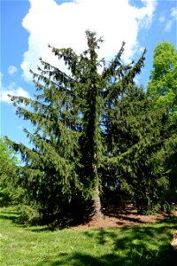 Botanical specimen in the Stanley M. Rowe Arboretum, Indian Hill, Ohio, USA. photo