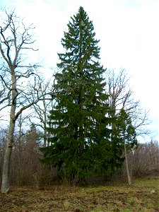 Picea abies in Estonia, western part of the town Keila. Harilik kuusk Keila lääneosas, Tammiku tee ääres.