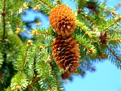 Picea abies cones, Lithuania photo