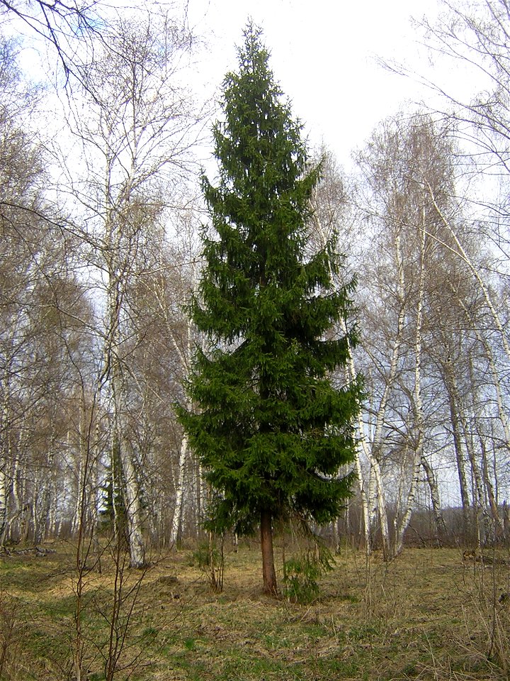 Picea abies, single tree. Russia, Ivanovo District, 56 32 N, 41 34 E.