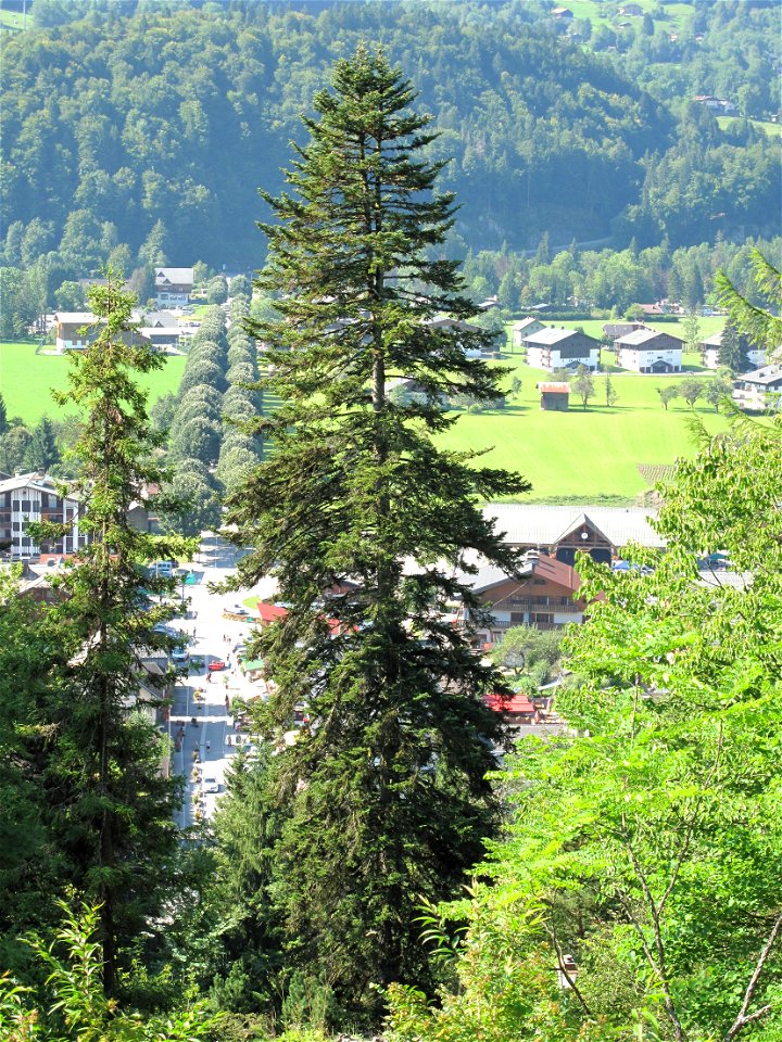 Picea abies in the botanical garden of la Jaÿsinia in Samoëns (Haute-Savoie, France). Identified by its botanic label.