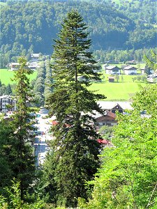 Picea abies in the botanical garden of la Jaÿsinia in Samoëns (Haute-Savoie, France). Identified by its botanic label.
