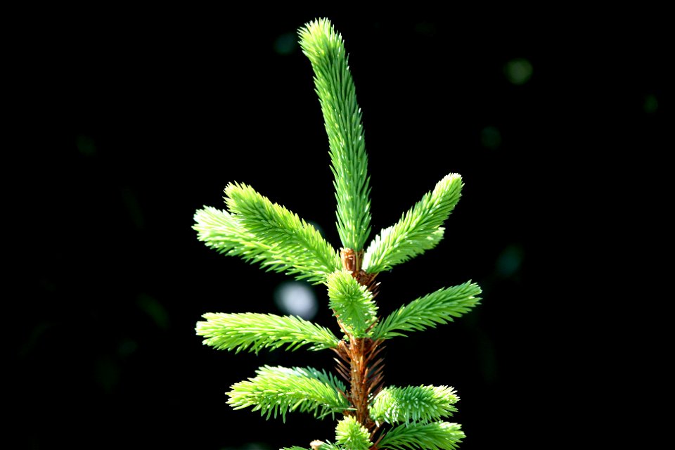 Picea abies shoots 31 May 2008 in Dublin, Ireland