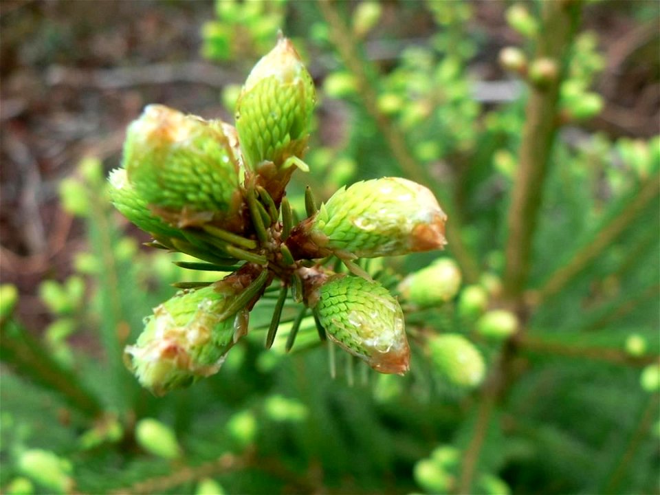 Shoot buds of Picea abies, opening in spring, Fågelmara, Sweden.