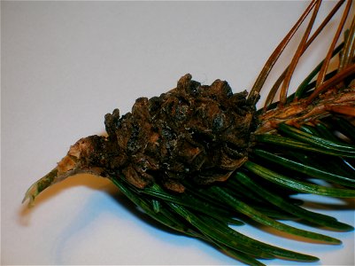 Pineapple Gall caused by Adelges abietis on Norway Spruce