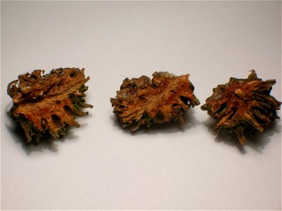 Sectioned Pineapple Galls caused by Adelges abietis on Norway Spruce.