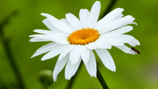 Marguerite close insect