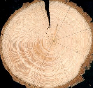 Reaction-wood in a crosscut of a Spruce stump (Picea Abies), taken 20 cm above ground, This tree was growing on soft ground in a bog, near Björbo, Sweden (60°27'N 14°40'E), and obviously lea