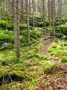 The outdoor walking path "Pöröpeikon polku" in Parikkala, Finland. photo