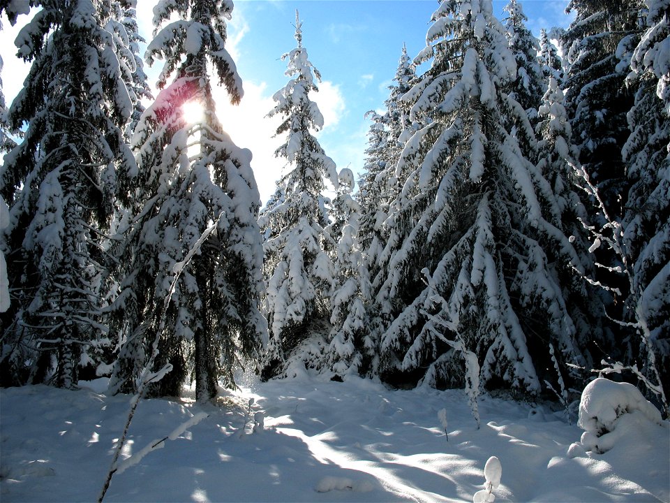Schneebedeckte Fichten, Freiburger Voralpen, Schweiz
