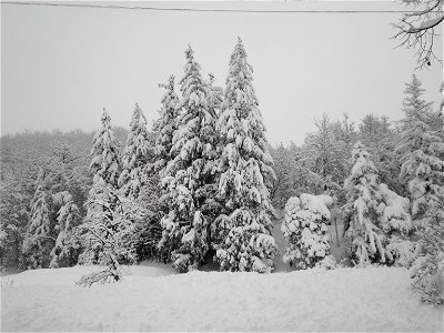 Abbondante nevicata a Piampaludo photo