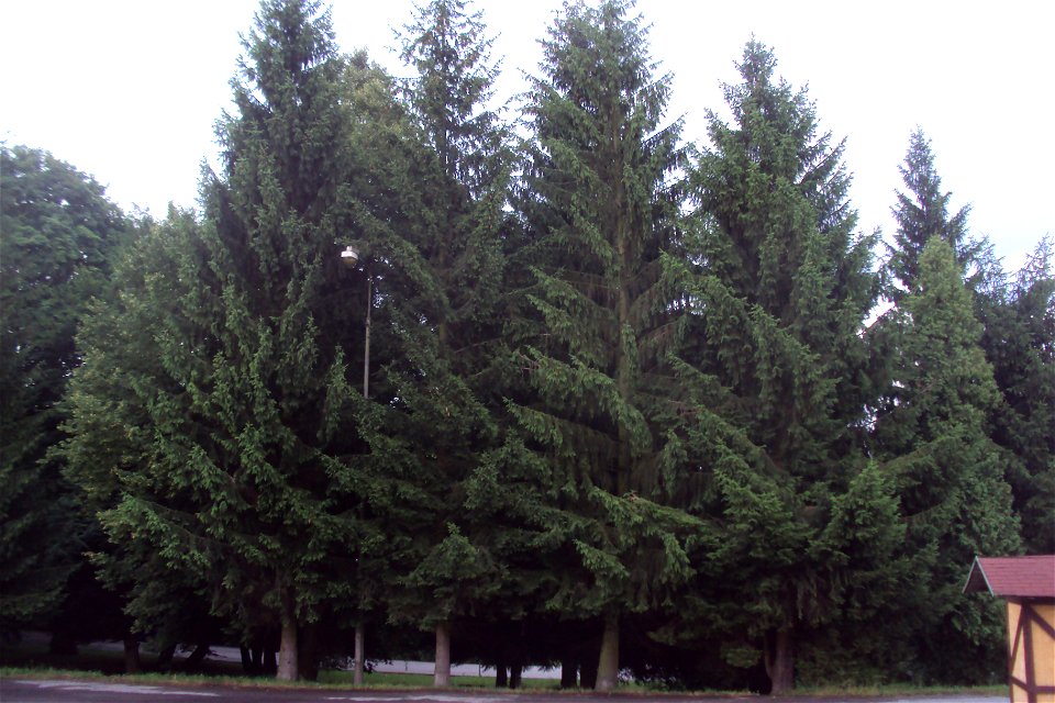 Skupina smrků v arboretu u parkoviště