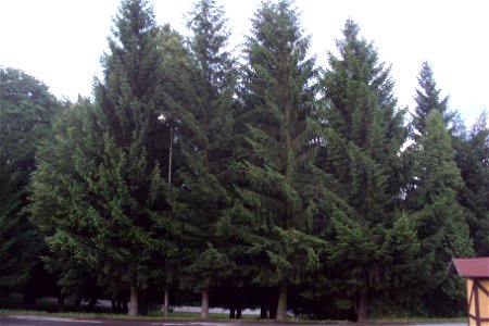 Skupina smrků v arboretu u parkoviště