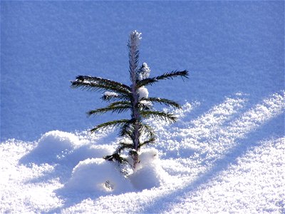 Sapling Picea abies in winter