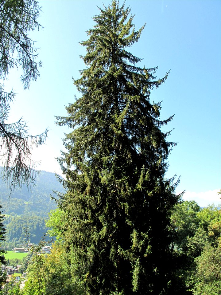 Tall picea in the botanical garden of la Jaÿsinia in Samoëns (Haute-Savoie, France).
