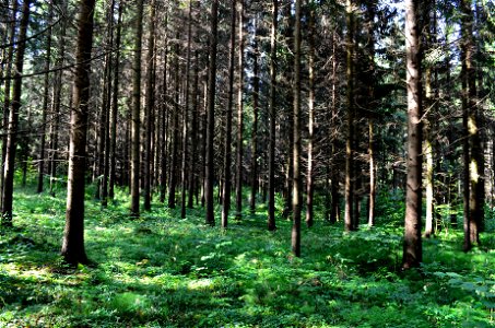 Varnabūdės giria netoli Utalinkos, Kazlų Rūdos sav.