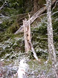 The forest is full of dead trees. This is a picture of Yttereneby Nature reserve in Södertälje, Sweden.