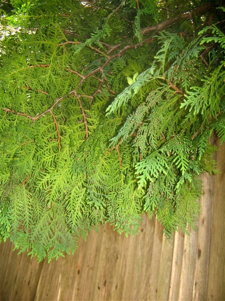 Arborvitae growing over a fence