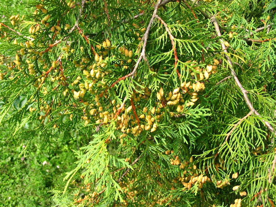 Nature of Pidvysoke, Berezhany district, Ternopil Oblast, Western Ukraine.