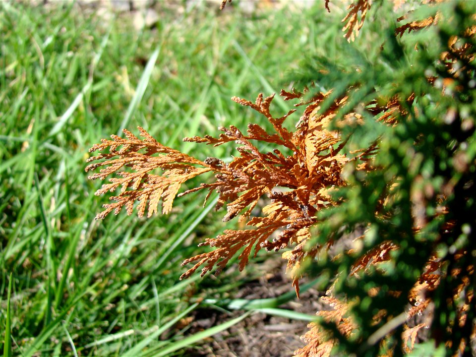 Chadwick Arboretum and Learning Gardens
The Ohio State University

Columbus, Ohio