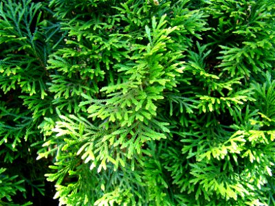 Thuja occidentalis