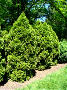 Thuja occidentalis
