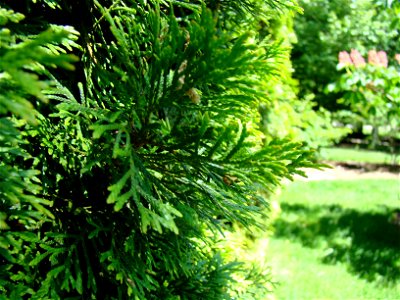 Thuja occidentalis