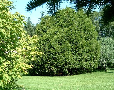 Naturally grown and untouched bunch of Thuyas, in Eastern Quebec region. Approximately 80 years old. Photo taken on 2008/07/19