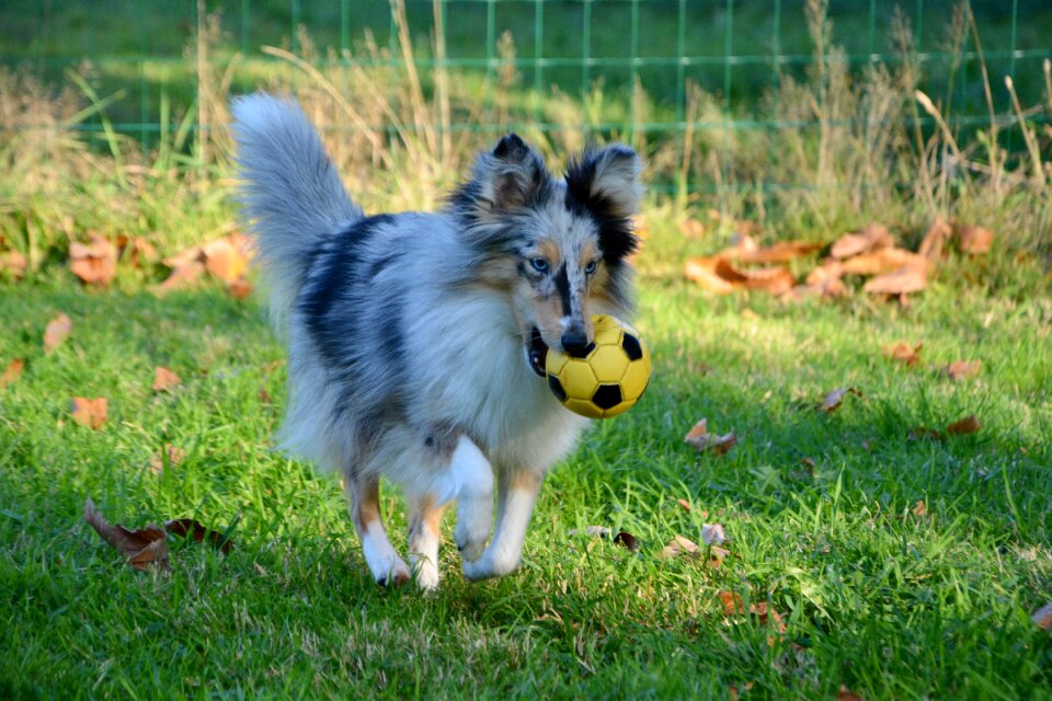 Shetland sheepdog with ball bitch blue merle mini breed collie photo