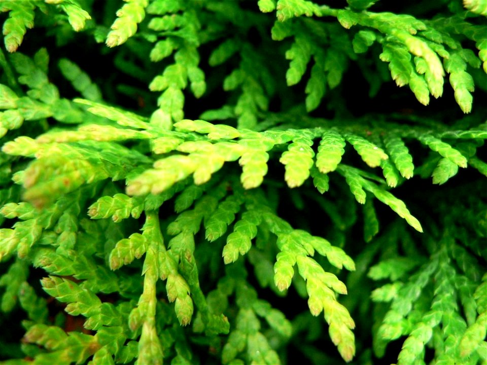 Thuja occidentalis foliage, cultivated, Kungsängen, Sweden