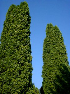Diese beiden Tujen stehen seit über 20 Jahren in einem Garten. Zum Zeitpunkt der Aufnahme waren sie 10 Jahre alt. Der Garten liegt am Rande Salzburgs.