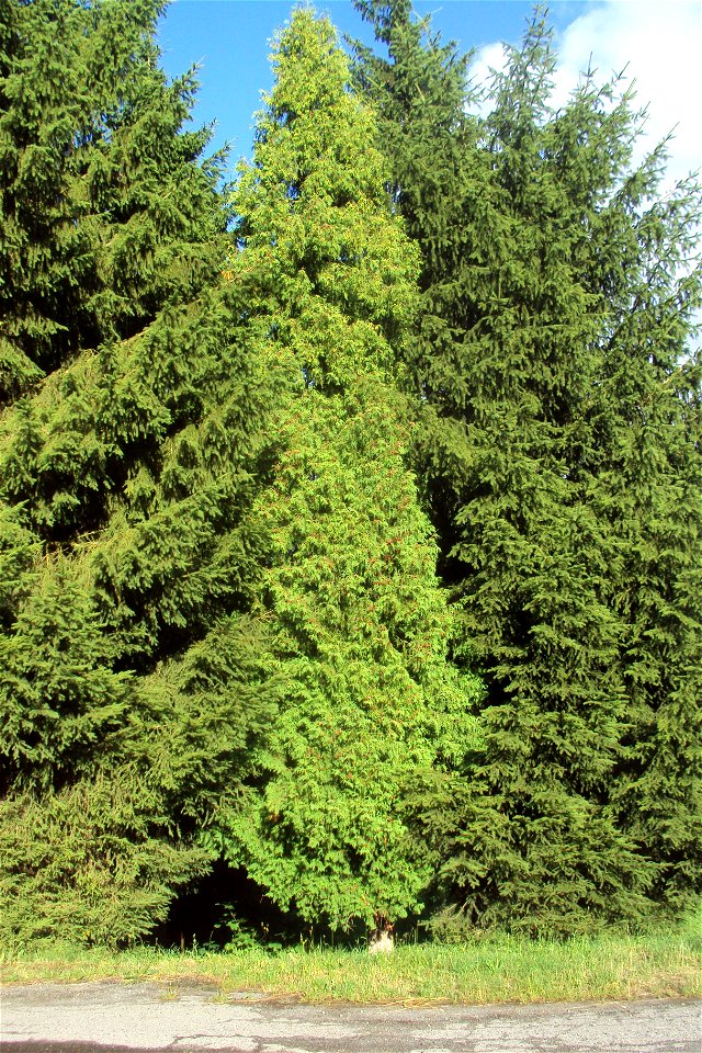 Zerav, túje v arboretu mezi smrky