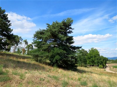 Kiefern (Pinus sylvestris) auf der Friedenshöhe (Oftersheim)