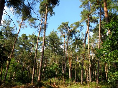 Kiefernbestand (Pinus sylvestris) im Schwetzinger Hardt