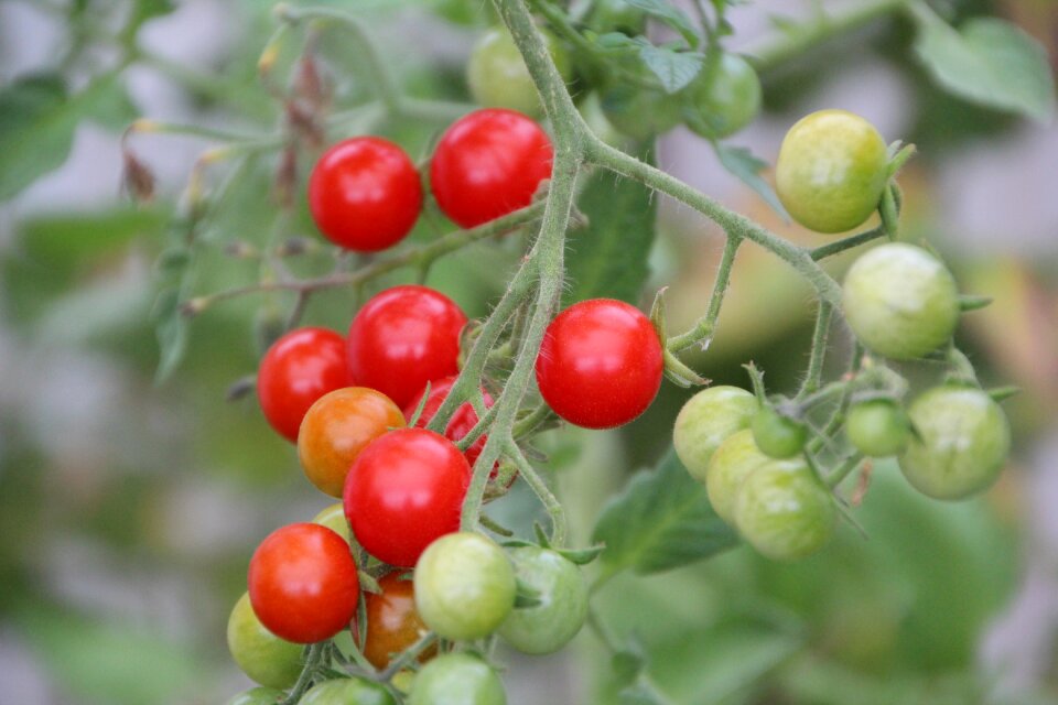 Tomato red fruit vegetables