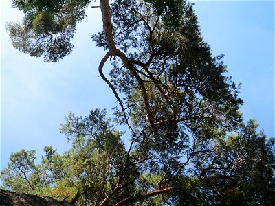 Kiefern (Pinus sylvestris) im Schwetzinger Hart photo