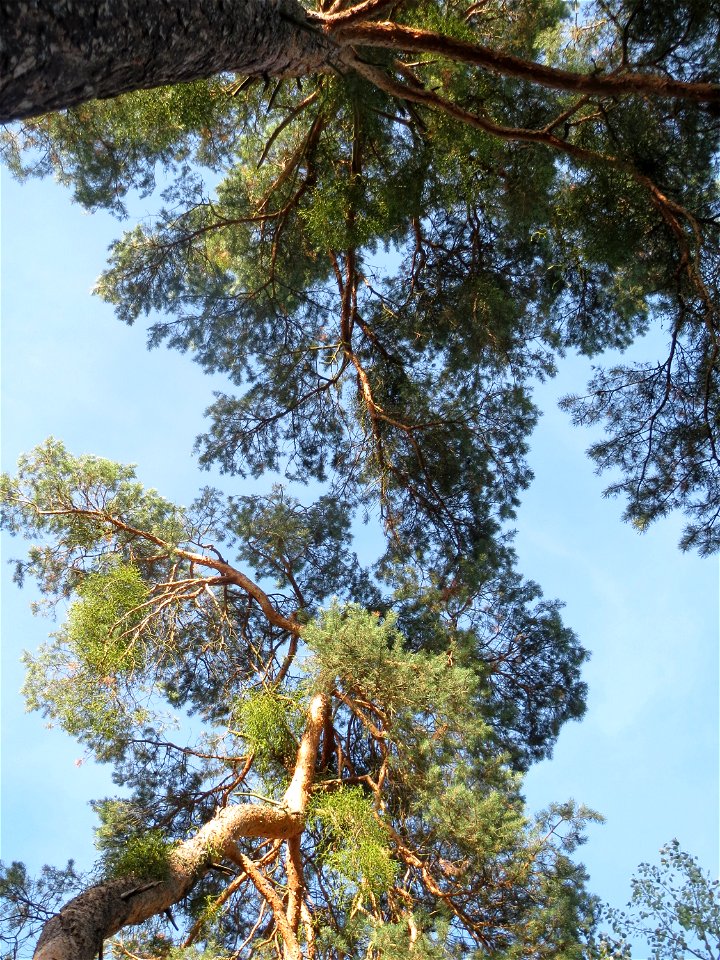 Kiefern (Pinus sylvestris) im Schwetzinger Hart
