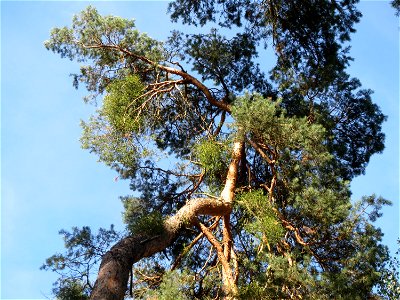 Kiefern (Pinus sylvestris) im Schwetzinger Hart photo
