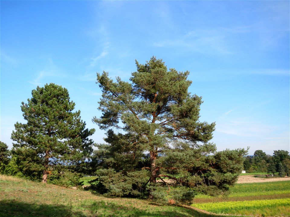 Kiefern (Pinus sylvestris) auf der Friedenshöhe (Oftersheim)