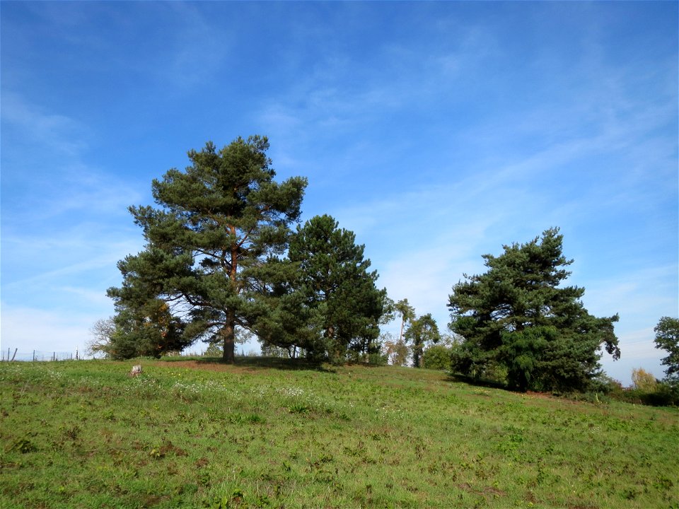 Kiefern (Pinus sylvestris) auf der Friedenshöhe (Oftersheim)