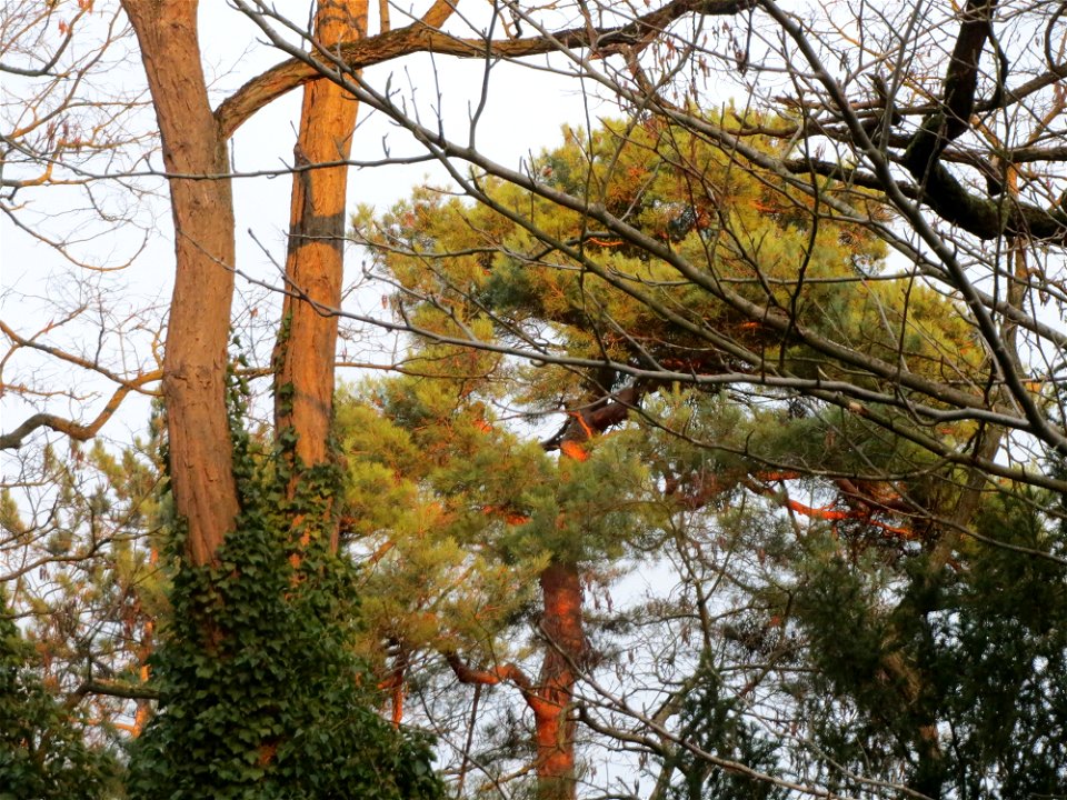 Kiefer (Pinus sylvestris) in Hockenheim