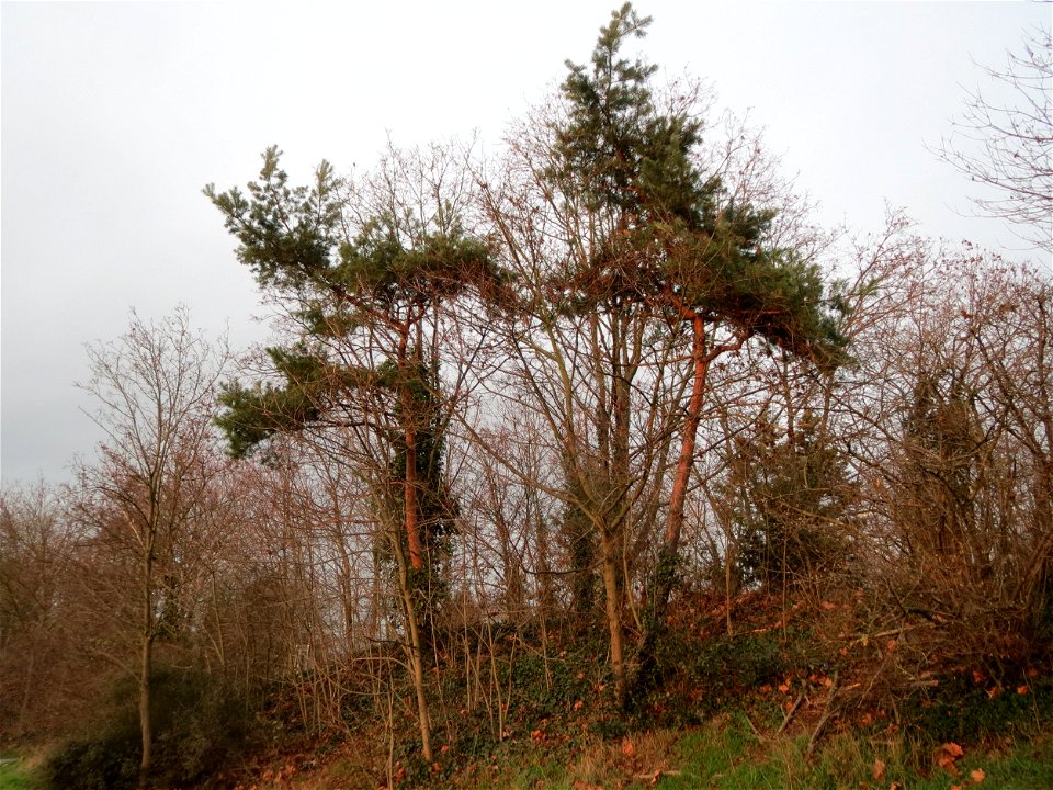 Wald-Kiefer (Pinus sylvestris) in Hockenheim