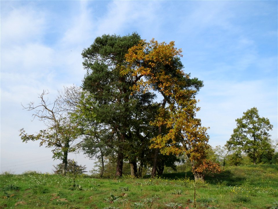 Kiefer (Pinus sylvestris) und Spitzahorn (Acer platanoides) auf der Friedenshöhe (Oftersheim)